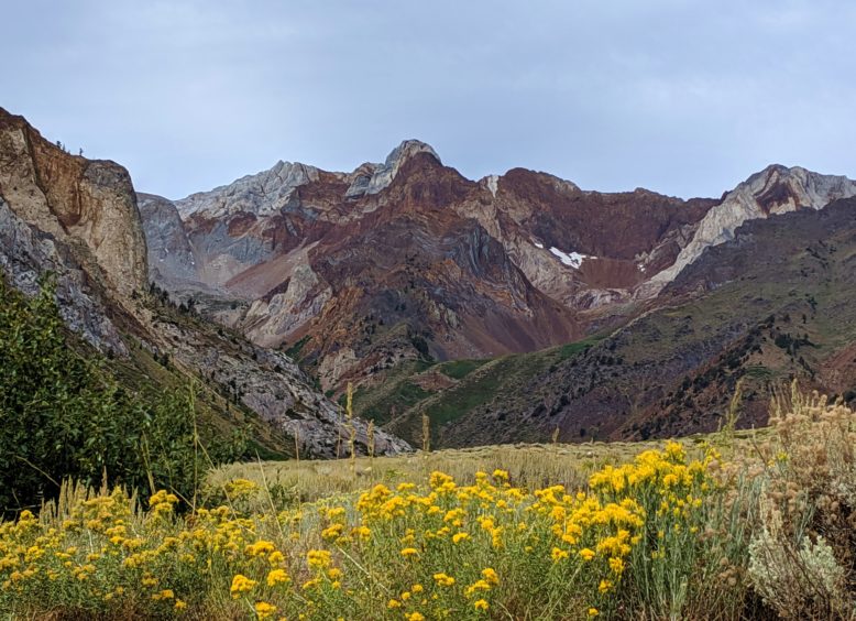 Granite mountains with yellow flowers in foreground.