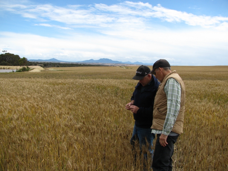 Steve and Phillip examine the wheat