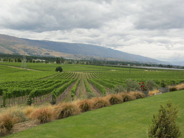 Vineyards in Central Otago, NZ