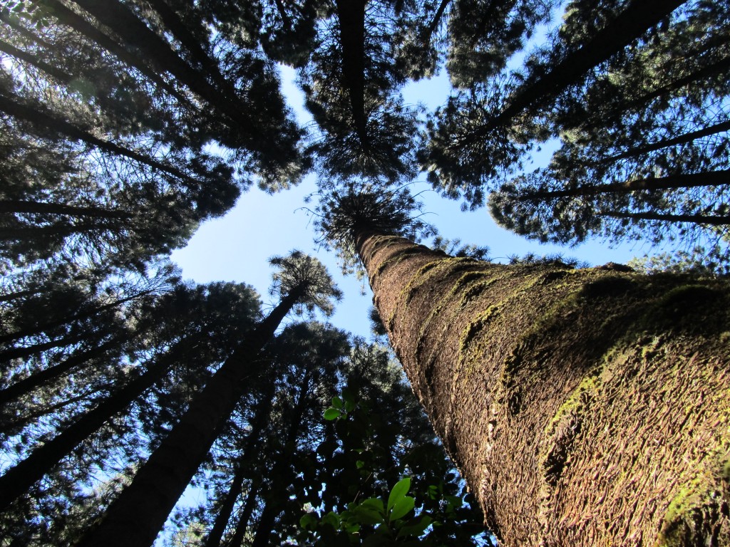 Norfolk Pine forest