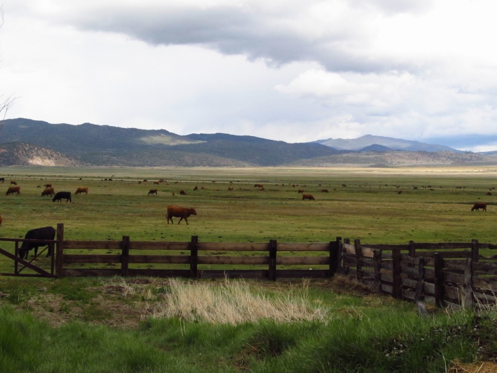 The Hunewill Ranch is a working cattle ranch