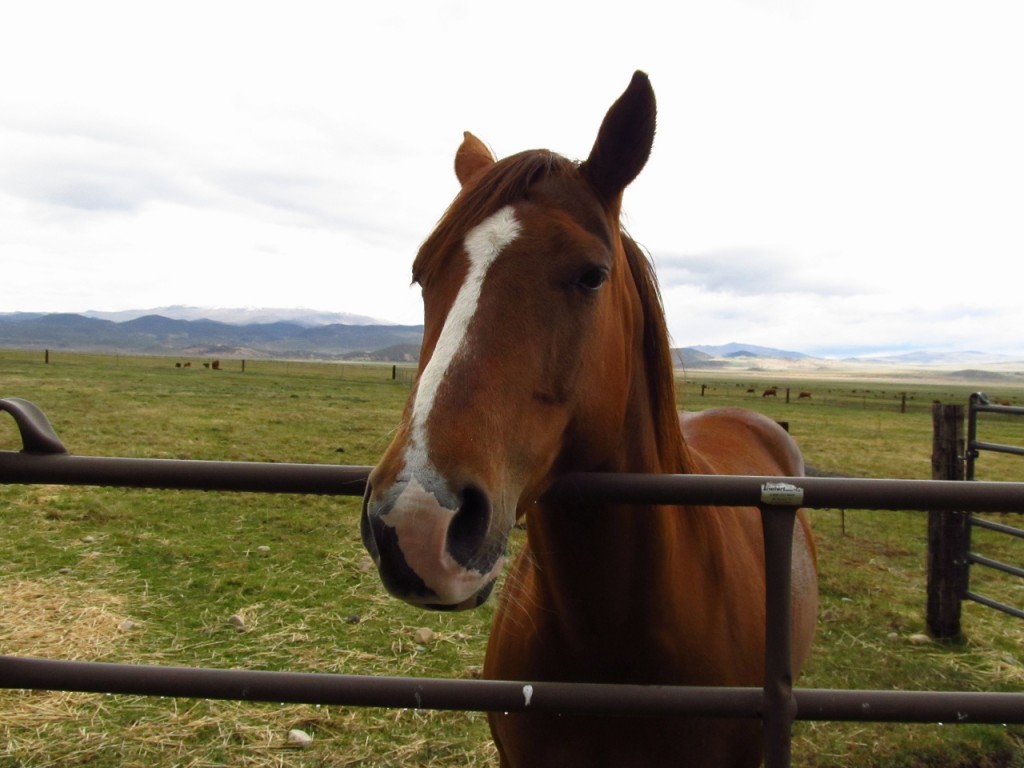 A mare at the Hunewill Guest Ranch
