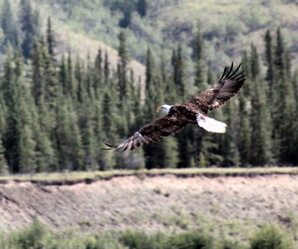 Bald eagle in flight (photo by Steve Mullen)