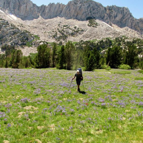Field of purple lupine with hiker