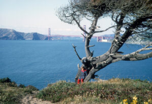 Young girl leaning against a Monterey Pine with the Golden Gate Bridge in the background