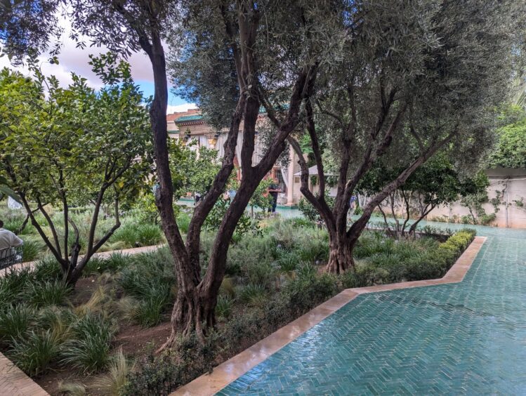 Garden with blue tile walkway