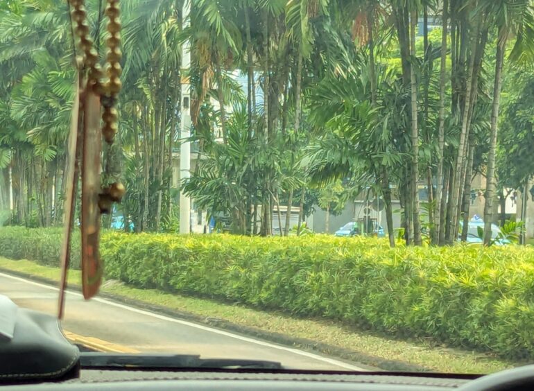 Dense hedge with palm trees lining the street