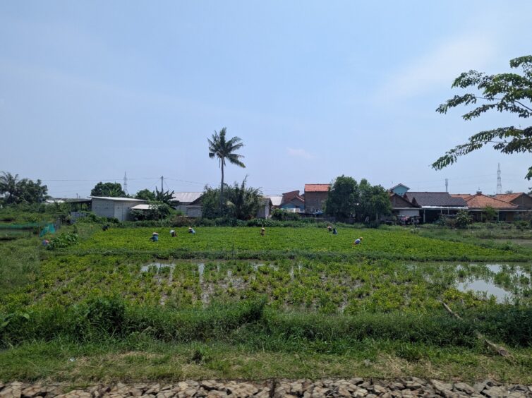 Conical hats bobbing in the rice fields as workers harvest the grain