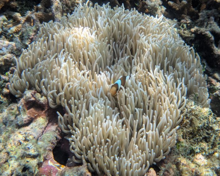 A single  clownfish in a bed of white anemone