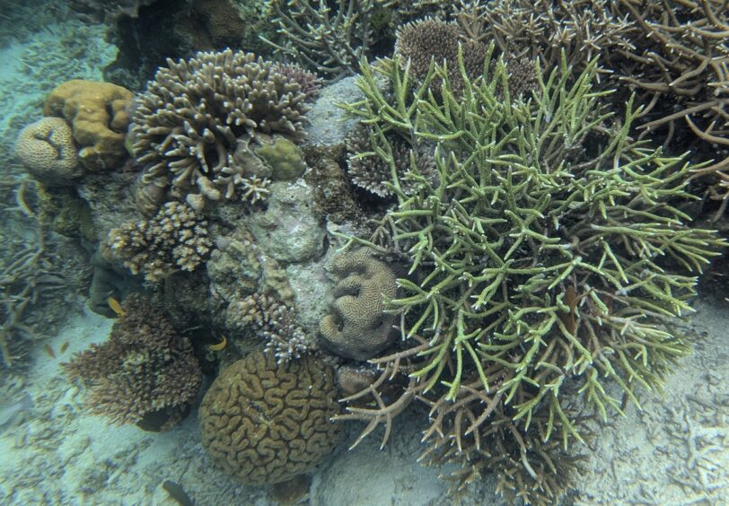 Several types of coral including rounded brain coral and spiky coral