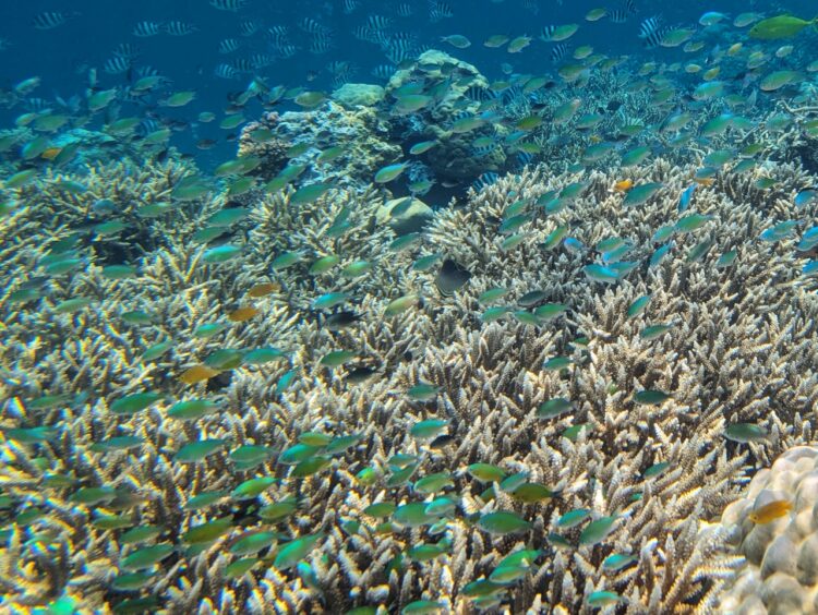 Masses of small blue-green fish against a backdrop of finger coral