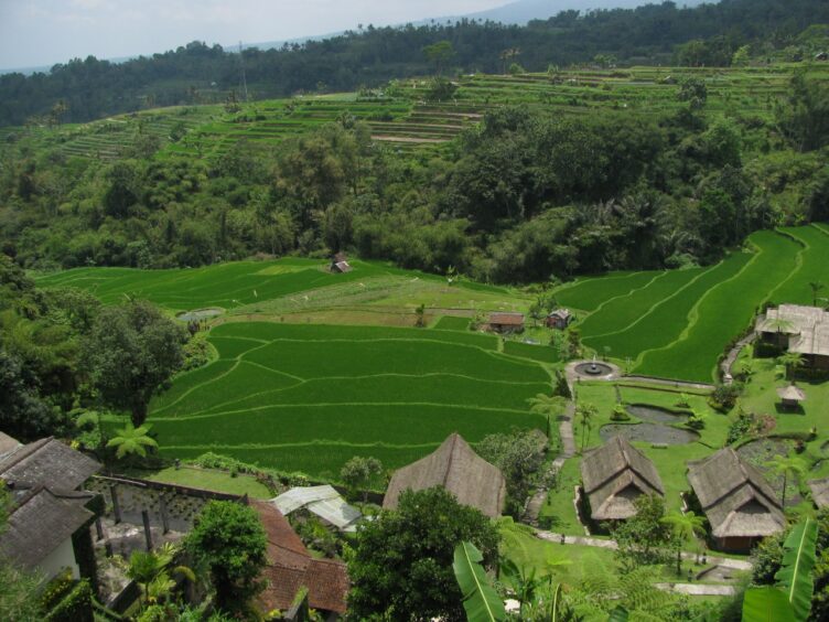 Impossibly green rice terraces