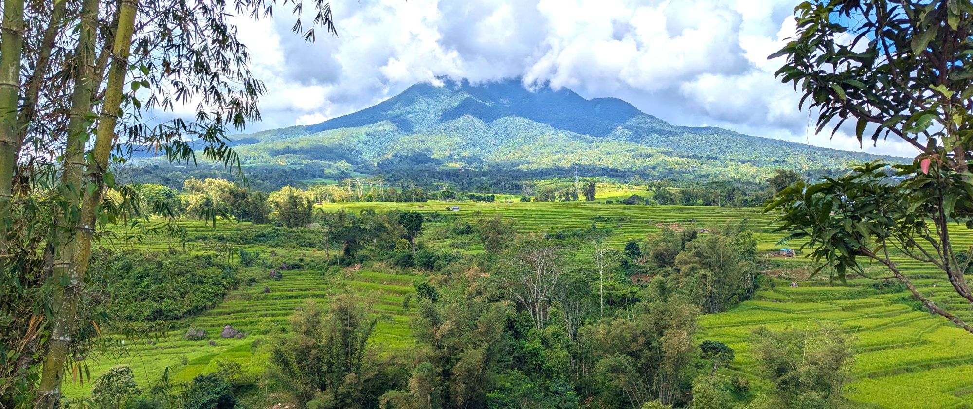 Rice terraces