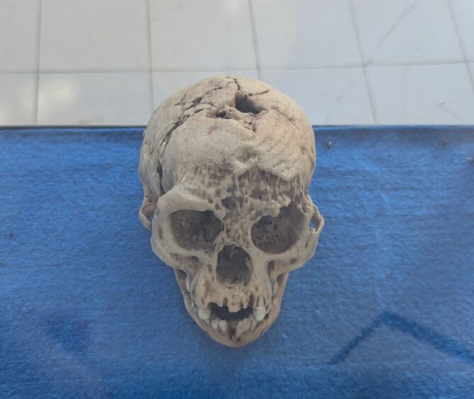 Replica of skull 