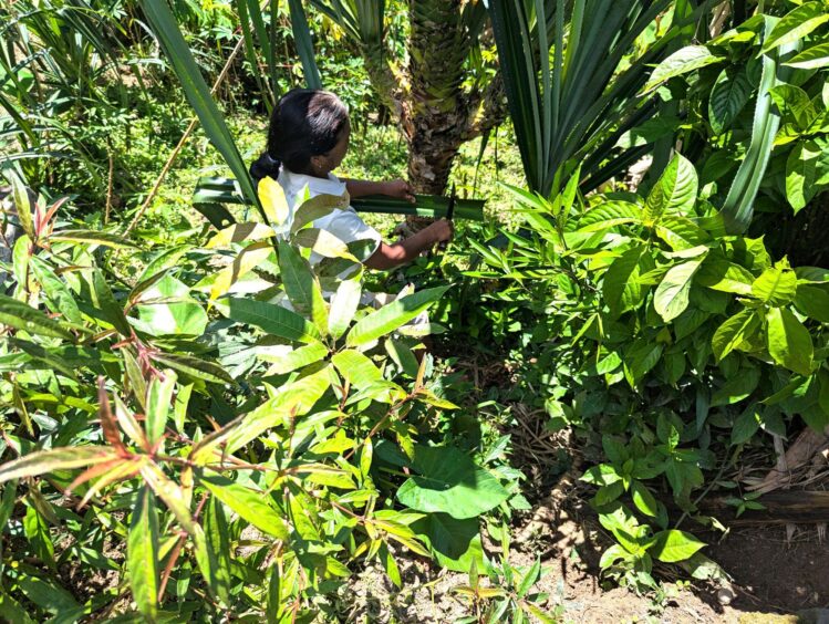 Indonesian woman barely visible in foliage, removing the sharp edge of pandanus leaf with a knife