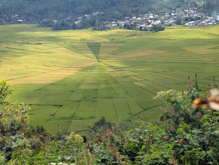 Brilliant green circular rice field pattern